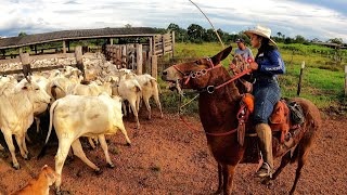 2 DIAS DE LABUTA COM O GADO Rotina na fazenda [upl. by Ycak]