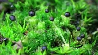 Liverwort timelapse Fossombronia longiseta capsule dehiscence six days in thirty seconds [upl. by Ynes518]