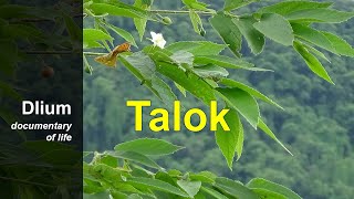 Talok Muntingia calabura [upl. by Arihay]