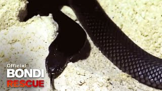 Poisonous Black Snake  Best of Bondi Rescue [upl. by Elletse185]