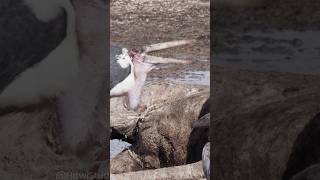 Marabou Stork Eating Wincent U6xPV bird wildlife nature [upl. by Veron]