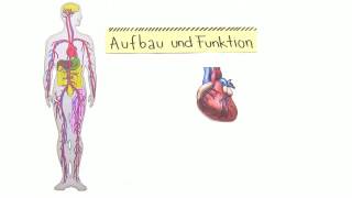 HERZTÄTIGKEIT  METHODEN DER ÜBERPRÜFUNG  Biologie  Biologie des Menschen Mittelstufe [upl. by Peria976]