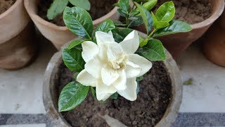 How To Grow amp Care Gandhraj  Gardenia Plant in Pots  Summer Care of Gandhraj Plant [upl. by Amitarp]