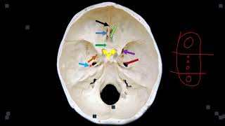 CRANIAL CAVITY AND SKULL FORAMINA [upl. by Marcellina]