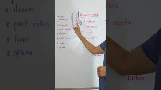 Intraperitoneal Space nursingschoolclinicals anatomyandphysiology nursingstudent [upl. by Delaine576]