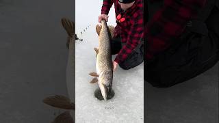 The truth about ice fishing 🐟 shorts ytshorts [upl. by Karissa]