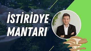 İSTİRİDYE MANTAR YETİŞTİRİCİLİĞİNDE TOHUM SEÇİMİ [upl. by Alarice11]