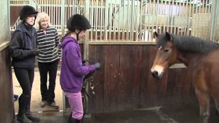 How rehoming a rescue horse is both simple and rewarding [upl. by Astrea]