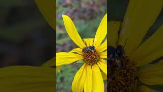 megachile on helianthus strumosus in the desotonationalforest mississippi bees [upl. by Aset]