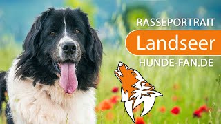 ► Landseer 2019 Rasse Aussehen amp Charakter [upl. by Miranda897]