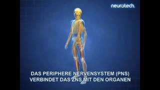 Grundlagen 1 Das Nervensystem ZNS PNS neurotech [upl. by Aicilev]