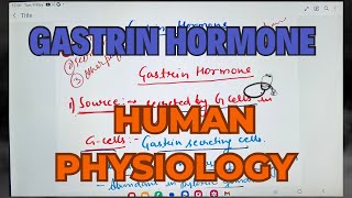 Gastrin Hormone Human Physiology [upl. by Erdnuaed]