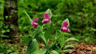 복주머니난 3 Cypripedium macranthum 3 [upl. by Tsan824]