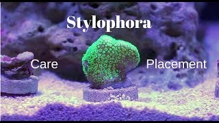 Stylophora SPS  Description Care and Placement [upl. by Verla]