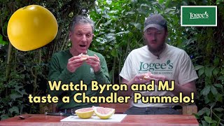 Watch Byron and MJ taste a Pummelo [upl. by Ekusoyr]