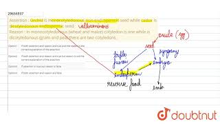 Assertion  Orchid is monocotyledonous nonendospermic seed while castor is dicotyledonous [upl. by Mayor]