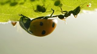 Coccinelle VS pucerons VS fourmis  ZAPPING SAUVAGE [upl. by Shaver45]