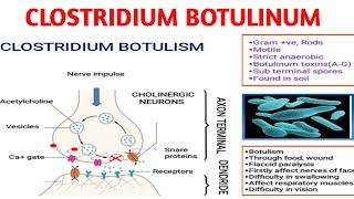 Clostridium botulinum  Botulism  Medical microbiology [upl. by Araeic236]