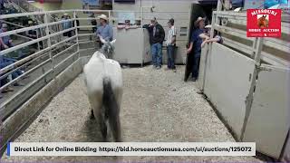 Missouri Horse Auction Springfield MO [upl. by Akimehs]