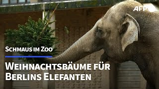 Verspätete Bescherung Weihnachtsbäume für Berliner Zootiere  AFP [upl. by Deuno]