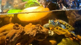 Paludarium Style setup for Red ear Slider Turtle turtle paludarium turtletank [upl. by Annyrb]