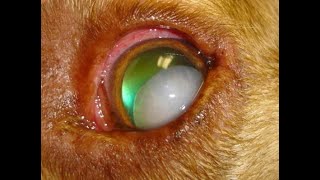 Common Conditions in Veterinary Ophthalmology [upl. by Janine]