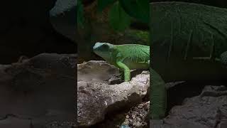 Brachylophus fasciatus фиджийская игуана Fijian iguana Iguana Fiji フィジーイグアナ iguana de Fiji [upl. by Harshman34]