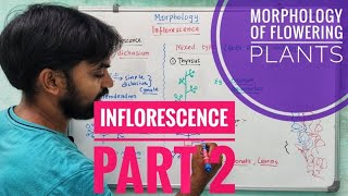 Morphology of flowering plants  Inflorescence  Part 2 [upl. by Iddet]