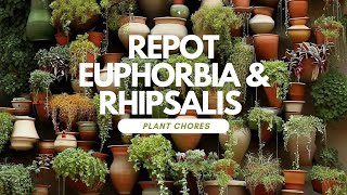 Planty chores repot  Show me the Green episode 22 [upl. by Leanahtan861]