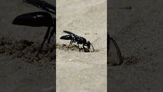 Giant spider wasp Auplopus digging the sand [upl. by Elehcin440]