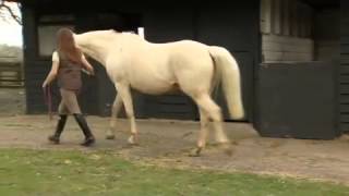 What causes laminitis [upl. by Ahsenal]