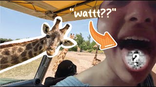 Vlog 3 SAFARI TOUR 🦒🦓😍 amp BIZARRE geheime menus 🕷️ 🪱 🐛 👅 FIRO amp FRIENDS IN DE BEEKSE BERGEN [upl. by Guillema]