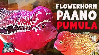 Paano palabasin ang RED COLOR ng FLOWERHORN [upl. by Prentice598]