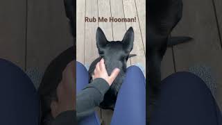 Australian Kelpie Puppy Enjoying the Hooman Massage [upl. by Cotsen]