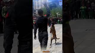 DOG TRAINING malinois dogtraining dog doglover pubg k9 dogbreed [upl. by Boehike]