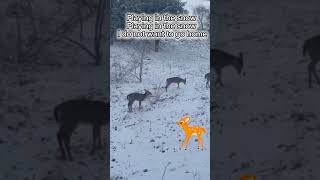 Deer playing in Snow I Am in The Snow I Do Not Want to Go Home snowplay snow deer deerplay [upl. by Jak]