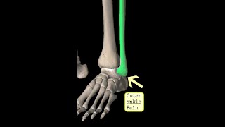 Outer  Lateral Ankle Pain Strength and Exercise [upl. by Marcellus557]