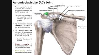 The Acromioclavicular AC Joint  Anatomy and Function [upl. by Buffo]