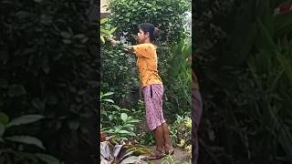 Aaja Shaam Hone Aaee gardening minivlog shorts youtubeshorts sovanasdailyvlog [upl. by Letniuq52]