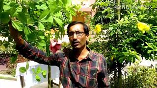 Allamanda plant care tips dwarf allarmanda की देखभाल flowering secret summer flowering plant [upl. by Noella]