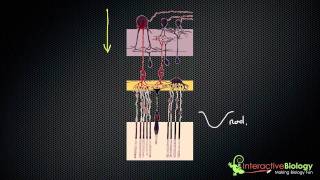 032 Visual Processing in the Retina [upl. by Gwen]