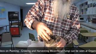 Planting Onion Seeds in Mycorrhical Fungi Inoculant [upl. by Morrissey]