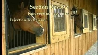 Intravenous and Intramuscular Injections in Horses [upl. by Toile]