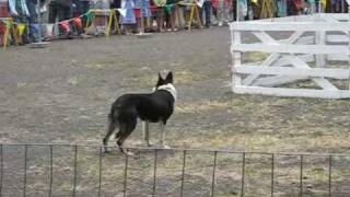 Border Collies Sheep Herding at the Portland Highland Festival 2008 [upl. by Llemrej]