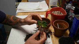 Haworthia Truncata quotNishi Fujiquot  Repotting and Root Propagation [upl. by Neerahs]