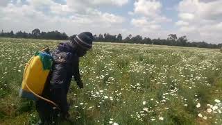 Managing PYRETHRUM FOR PROFITS [upl. by Kirenoj246]