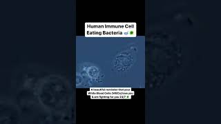 Human Immune Cell Eating Bacteria microbiology [upl. by Mommy]