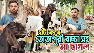 তোতাপুরী ছাগল বাচ্চা সহ। কুরবানীর উপযোগী খাসি। হরিয়ানা গাভীন ছাগল। ৩টি বাচ্চা সহ মা ছাগল কিনুন। [upl. by Oiraved878]