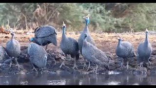 Jackals exit stage left guinea fowl take center stage [upl. by Eirehc944]