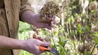 When is the best time to prune hydrangea [upl. by Bainbrudge]